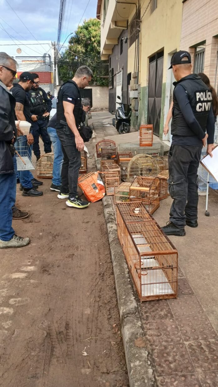 Operação conjunta 'Bicho Solto' apreende 22 aves durante ação contra comércio ilegal de animais silvestres em Vila Velha  