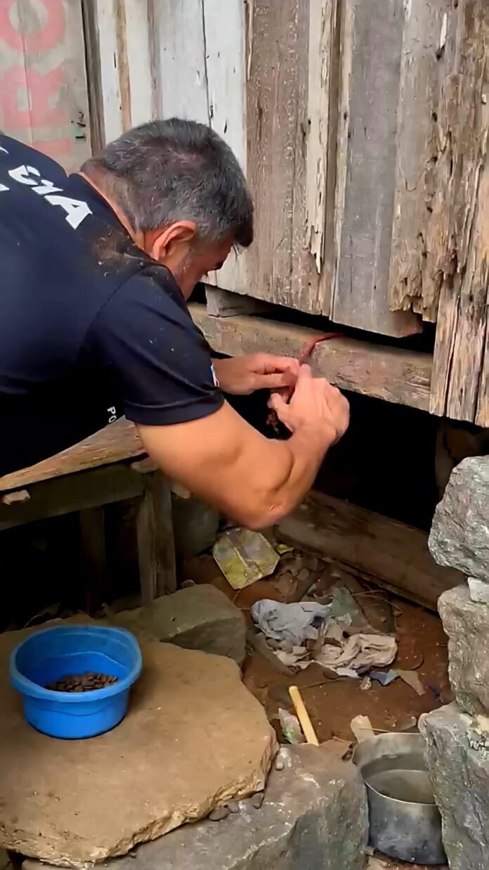 Operação “Maus-Tratos” resgata cães em situação de extrema crueldade em Vila Velha