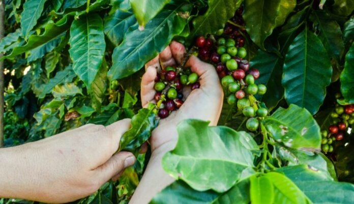 Prefeitura abre inscrições para Concurso de Qualidade e Sustentabilidade dos Cafés Arábica e Conilon - Prefeitura de Cachoeiro de Itapemirim