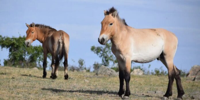 Takhi, o cavalo selvagem que virou símbolo de restauração na Mongólia