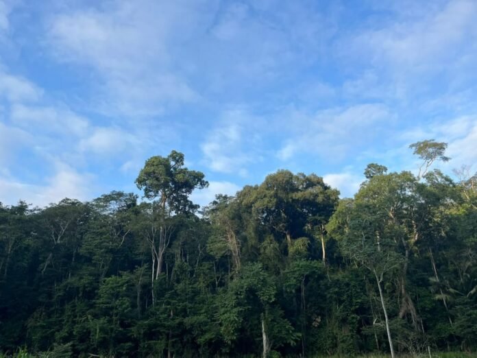 ICMBio esclarece morte de animais na Floresta Nacional de Pacotuba - Prefeitura de Cachoeiro de Itapemirim