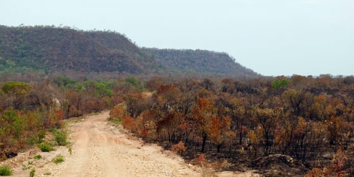 Mapbiomas: menor vegetação nativa expõe mais o país ao El Niño
