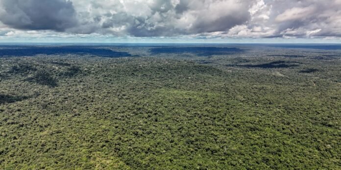 MapBiomas: Amazônia registra menor nível de desmatamento em 41 anos