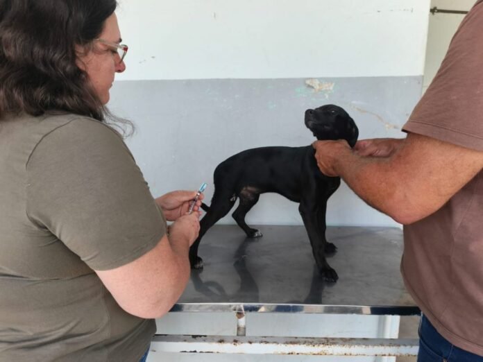 Vacina V8 é oferecida gratuitamente para cães em Cachoeiro - Prefeitura de Cachoeiro de Itapemirim