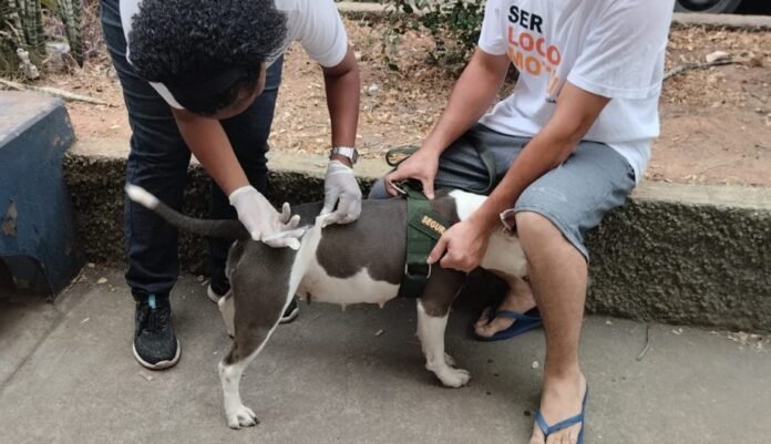 Cachoeiro realiza terceira etapa da vacinação antirrábica neste sábado (17) - Prefeitura de Cachoeiro de Itapemirim