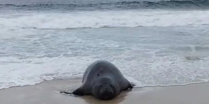 Elefante-marinho atrai atenção de banhistas em praia do Rio